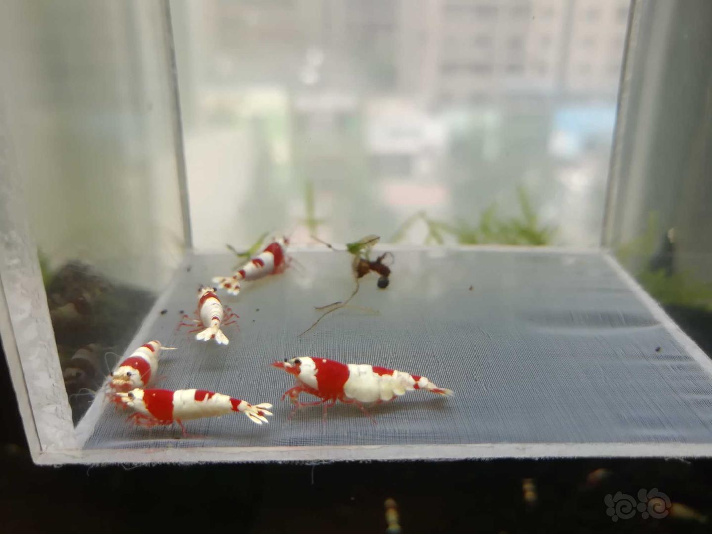 【虾】2020-08-17#RMB拍卖#红白纯血水晶虾成虾一份5只-图1