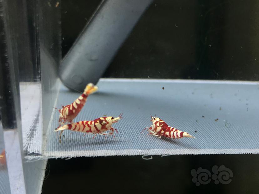 【虾】2020-08-24#RMB拍卖太极红花虎1公2母-图3