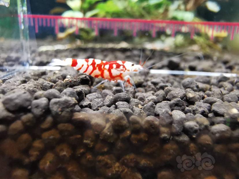【虾】2020-8-24#RMB拍卖#太极红花虎一对两只-图3