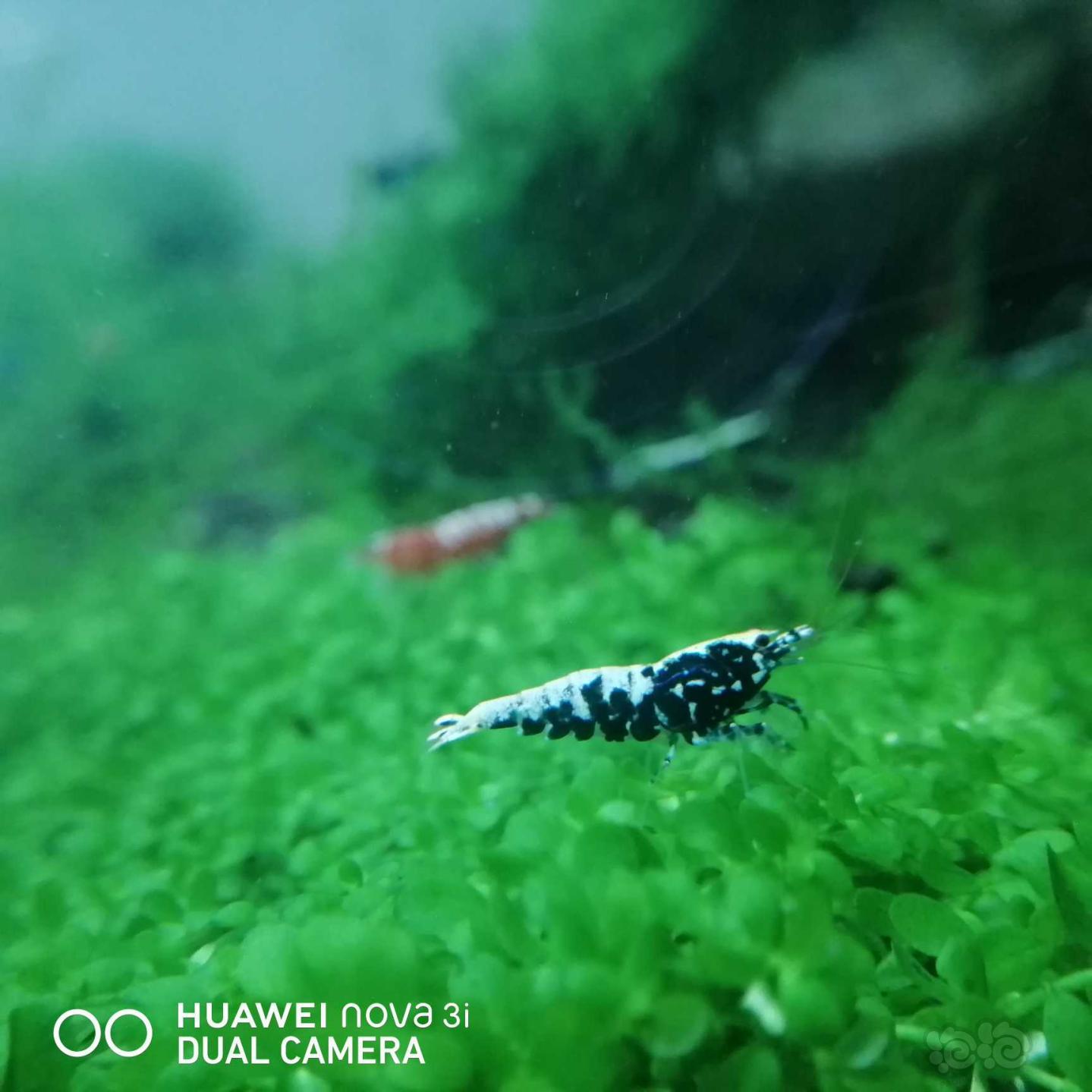 【虾】2020-08-28#RMB拍卖银河星钻水晶虾4只-图1
