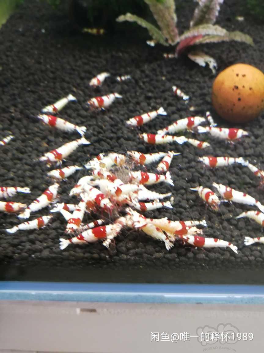 出售纯血红白水晶虾-图1