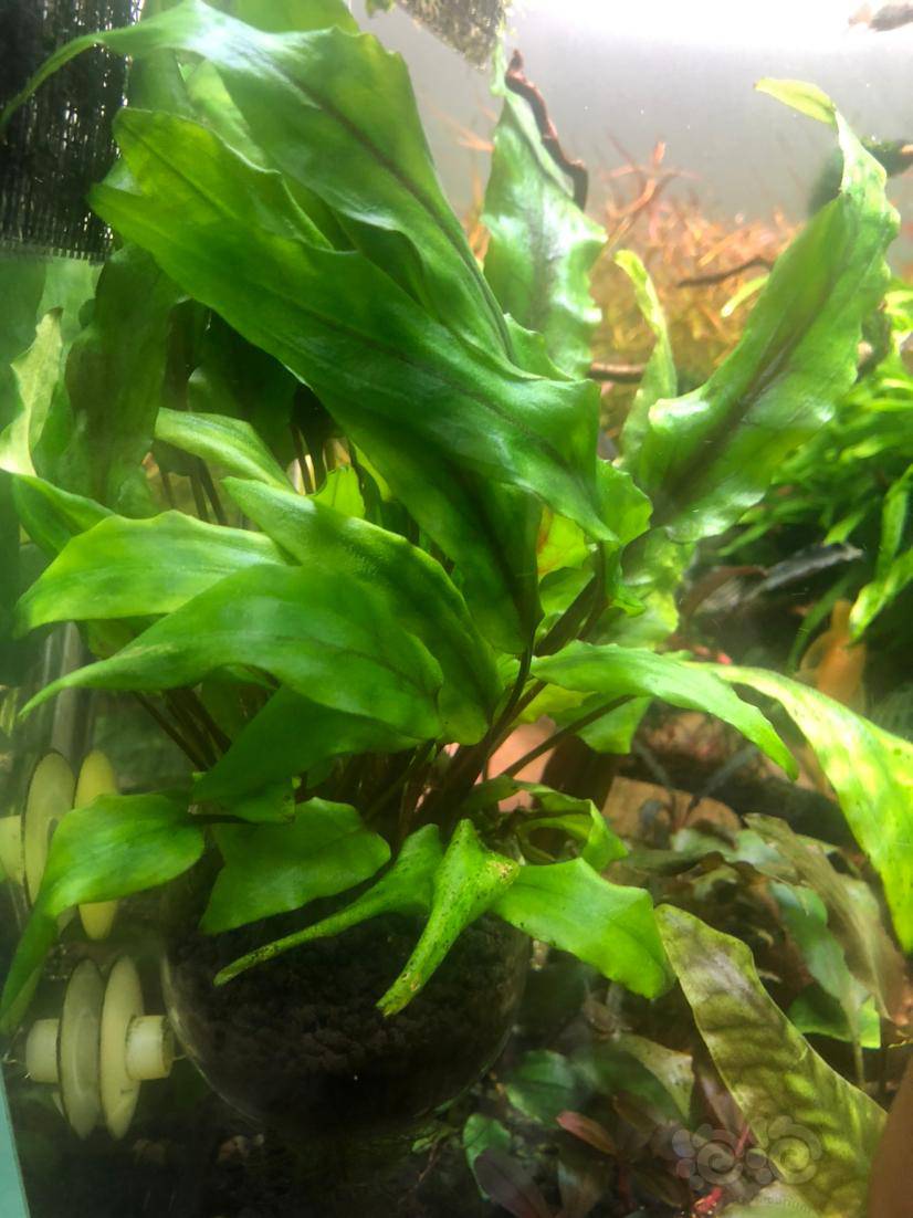 绿壁虎一丛全出