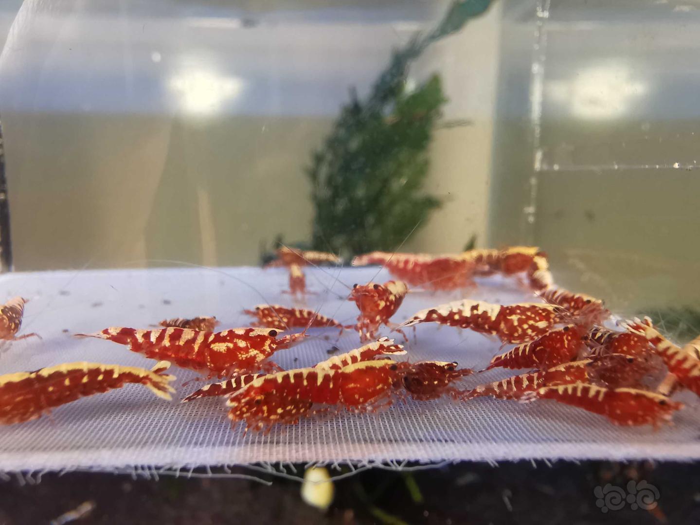 【虾】2020-08-13#RMB拍卖#红银河水晶虾一份30只-图2