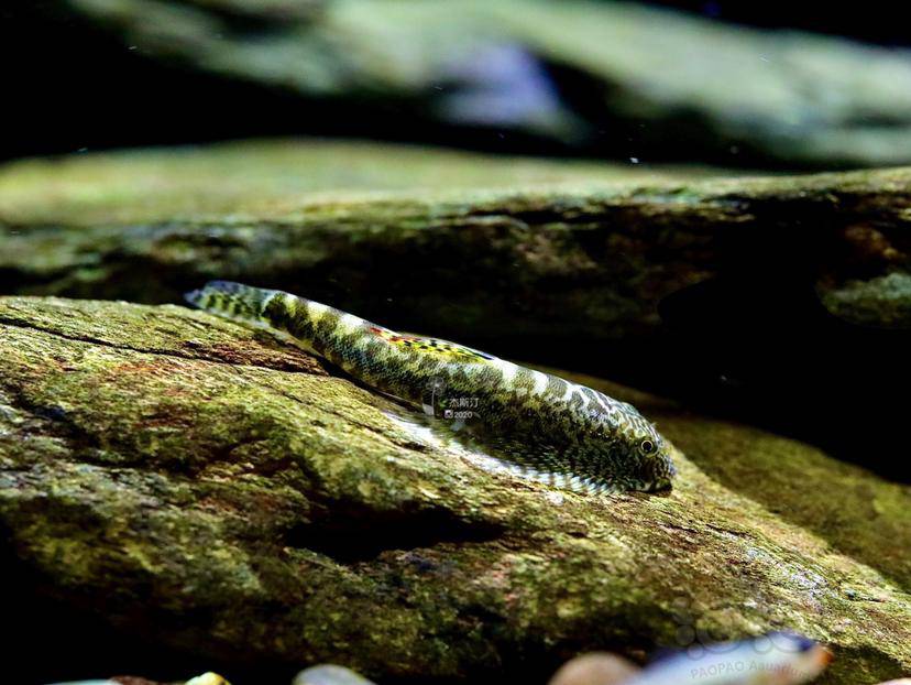 漂亮的麦氏拟腹吸鳅