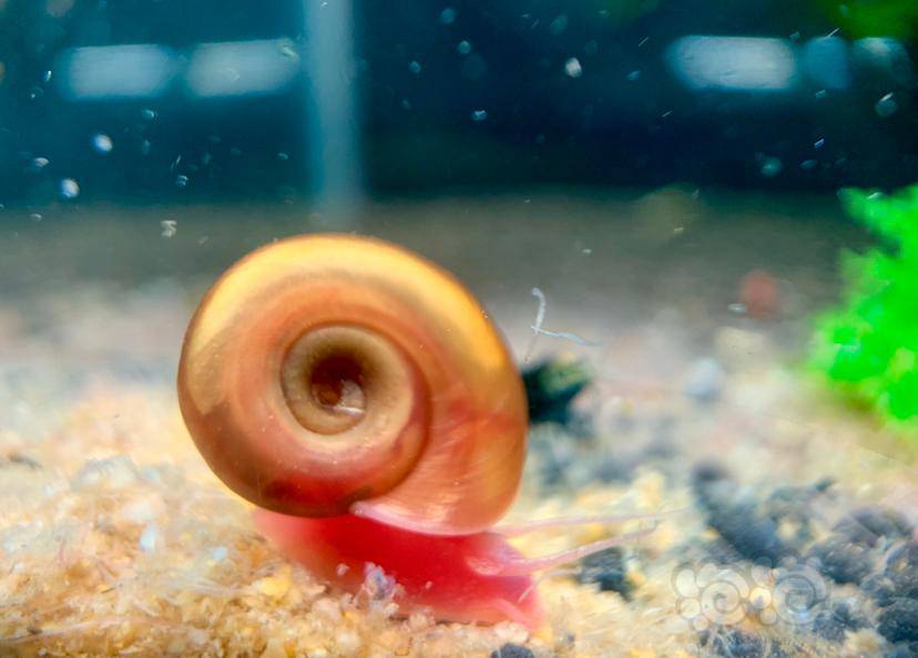 出售京津冀及周边地区出些全红苹果螺