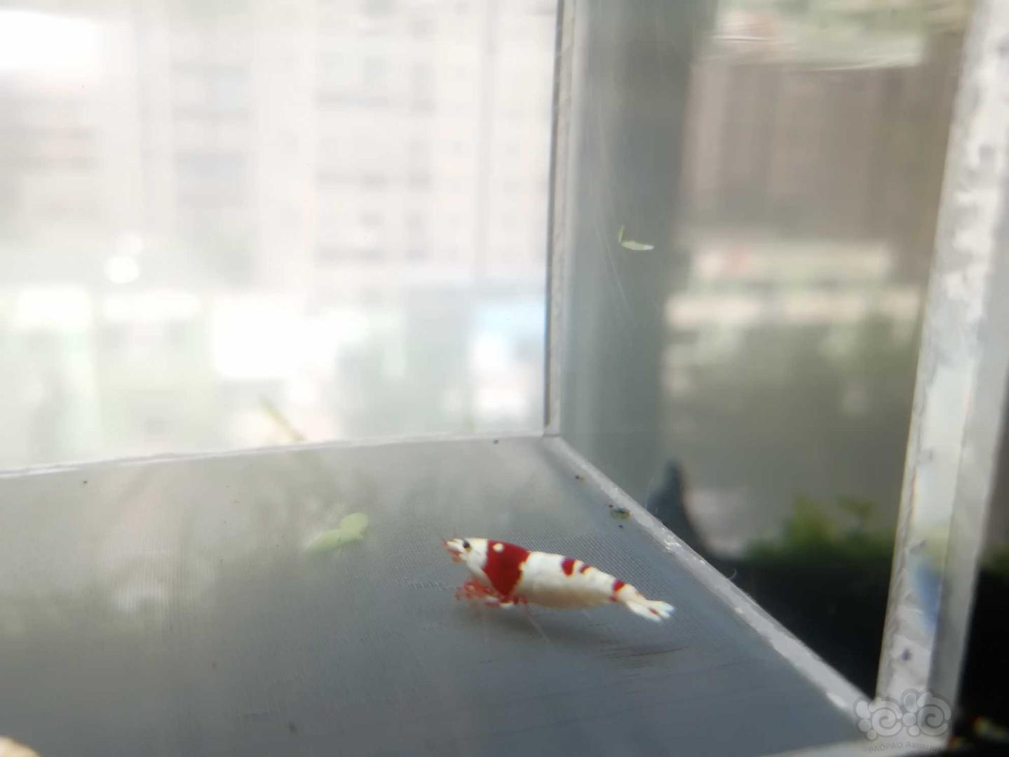 【虾】2020-08-16#RMB拍卖#红白纯血水晶虾一份4只（两对-图3