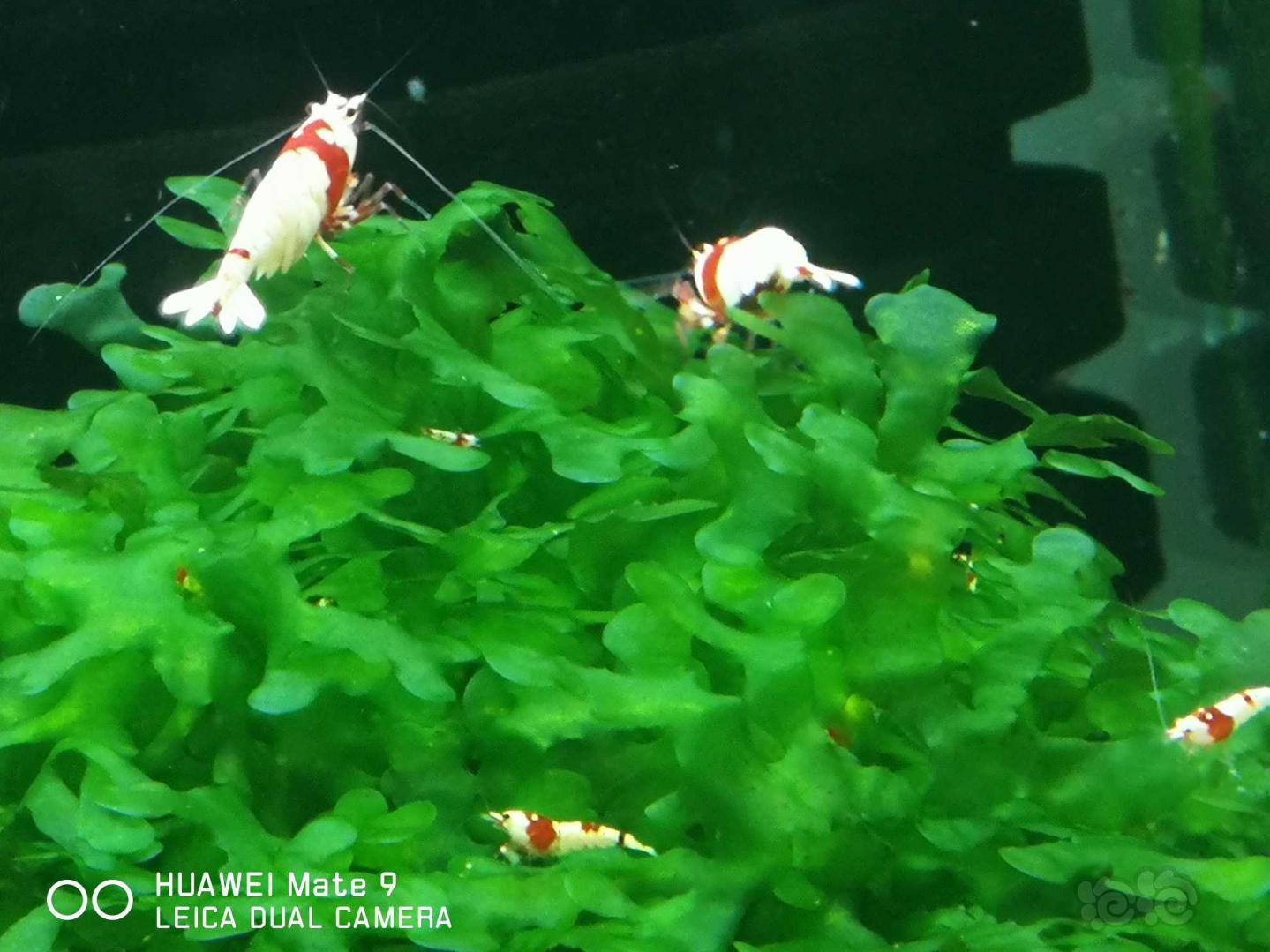 【虾】2020-08-27#RMB拍卖红白幼虾50只-图3
