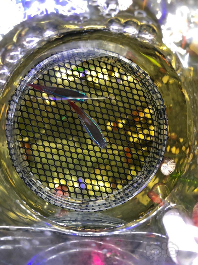【灯科鱼】记--红绿灯鱼繁殖第一次尝试-图5