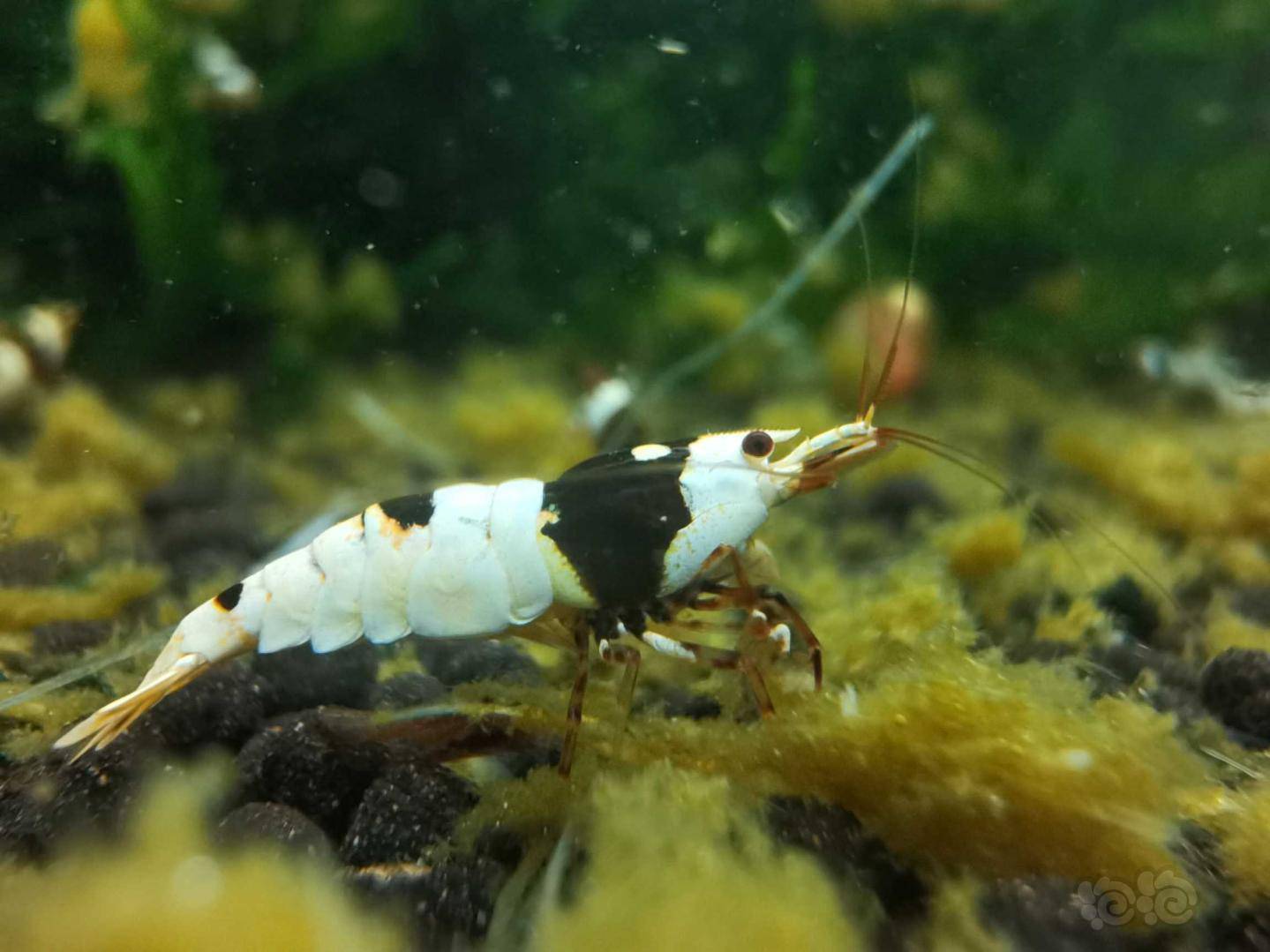 经典黑白水晶虾