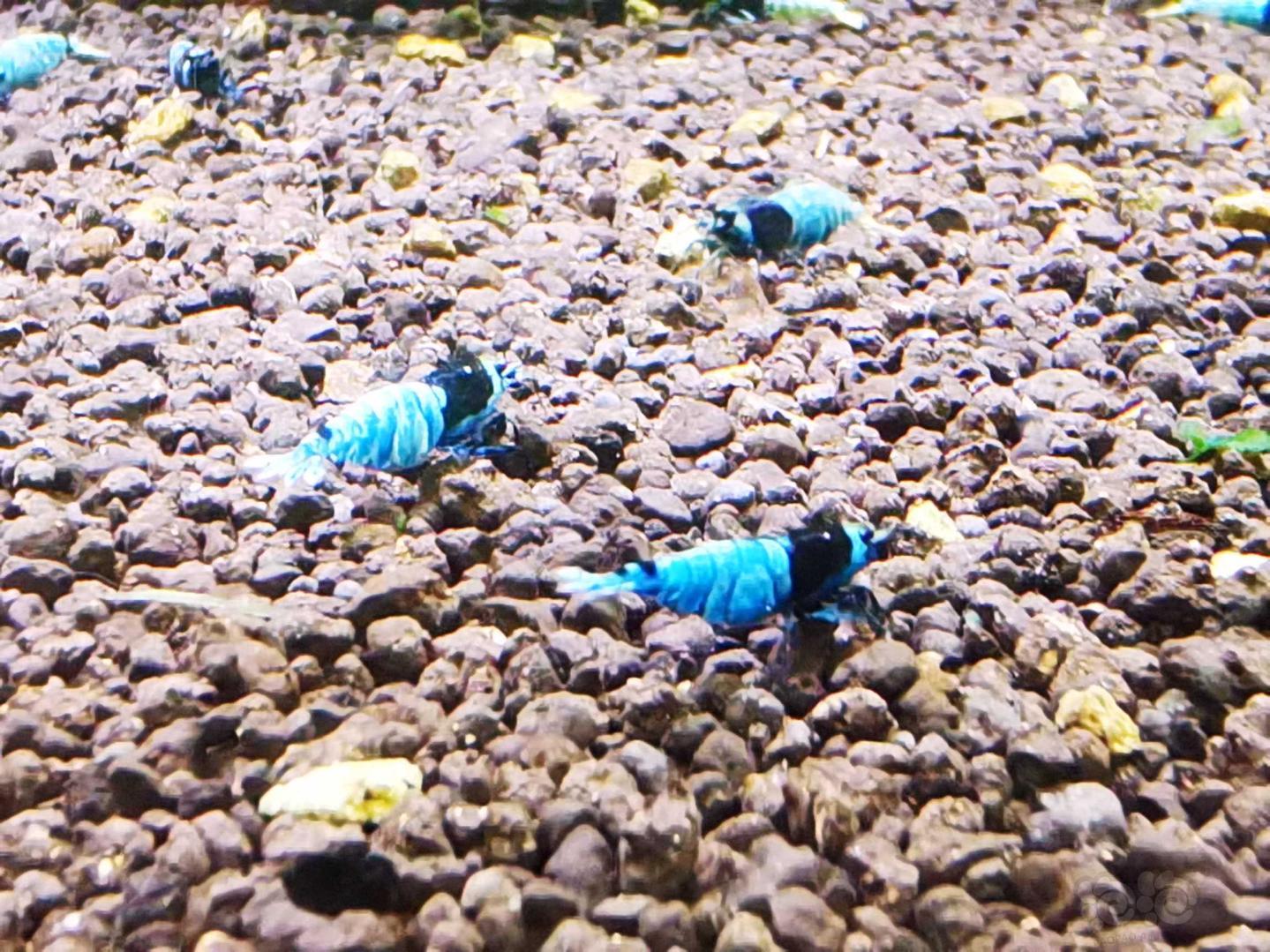 蓝虾也挺好看-图1
