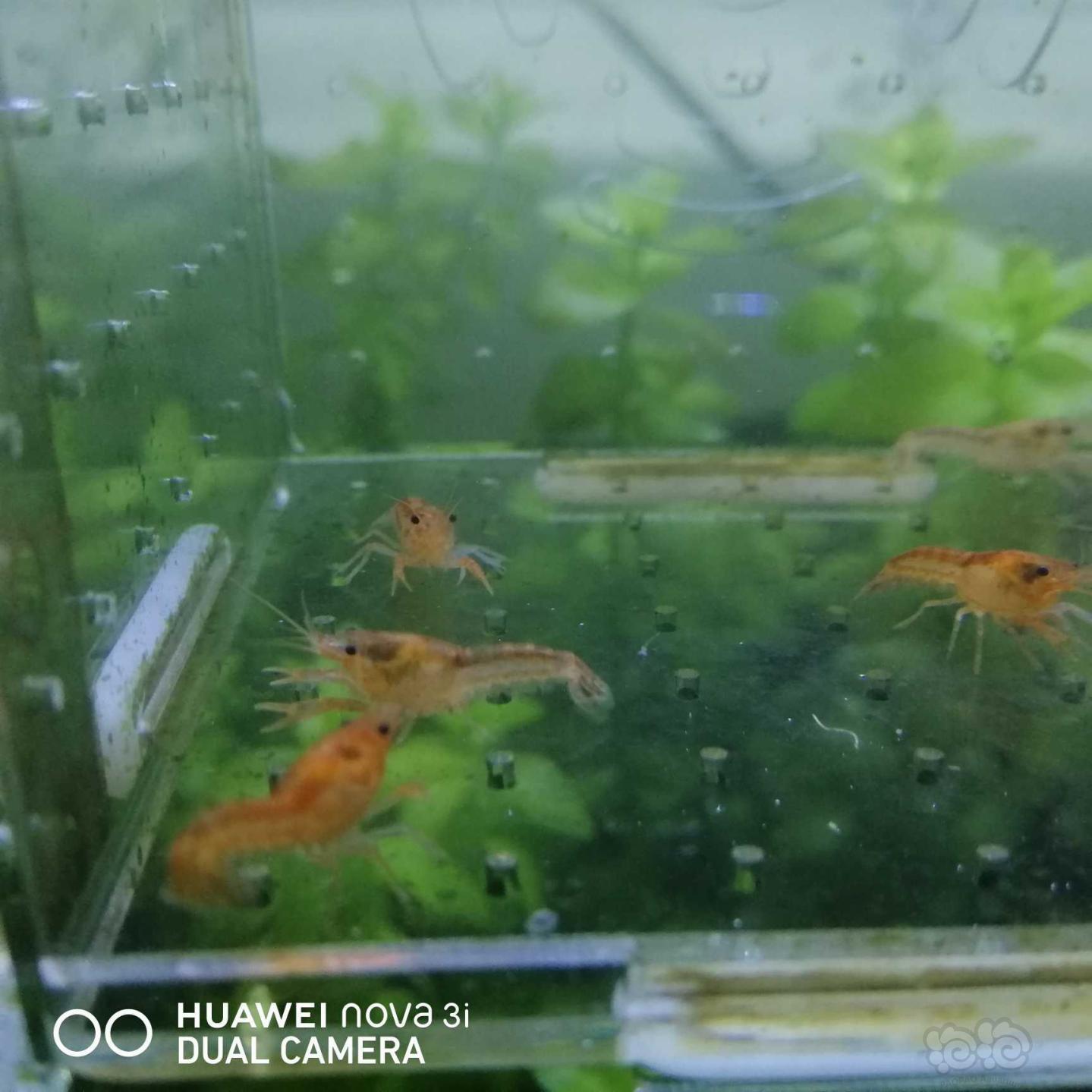 【虾】2020-08-29#RMB拍卖迷你侏儒橘10只-图2