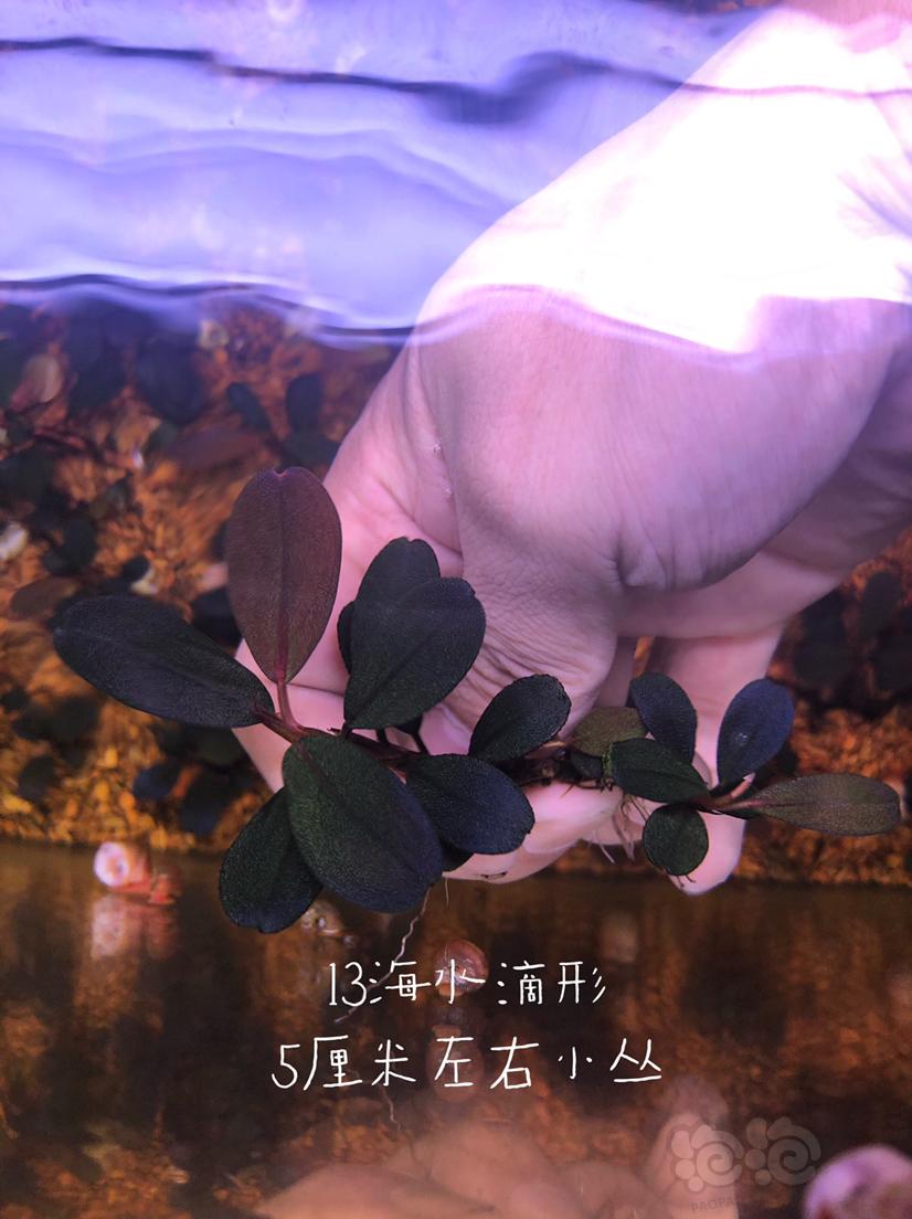 【辣椒榕】减密度出一份辣椒榕老货组合（北京）-图6