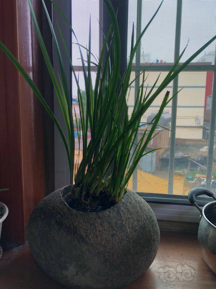 【水培】菖蒲太高了