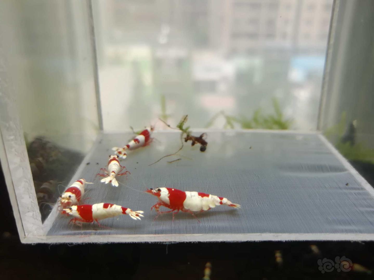 【虾】2020-08-17#RMB拍卖#红白纯血水晶虾成虾一份5只-图2
