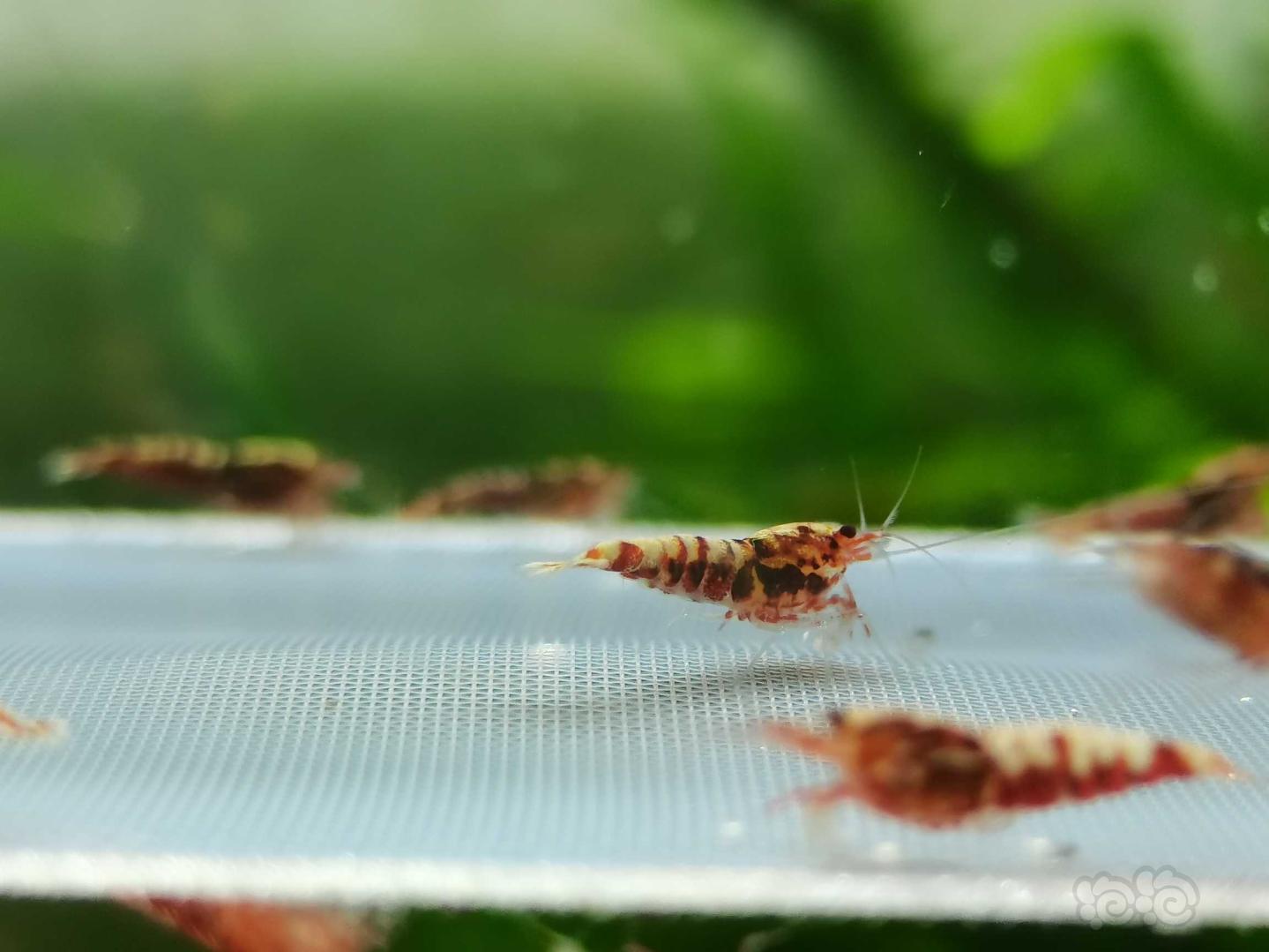 【虾】2020-8-11#RMB拍卖红银河星钻小虾一份15只-图6