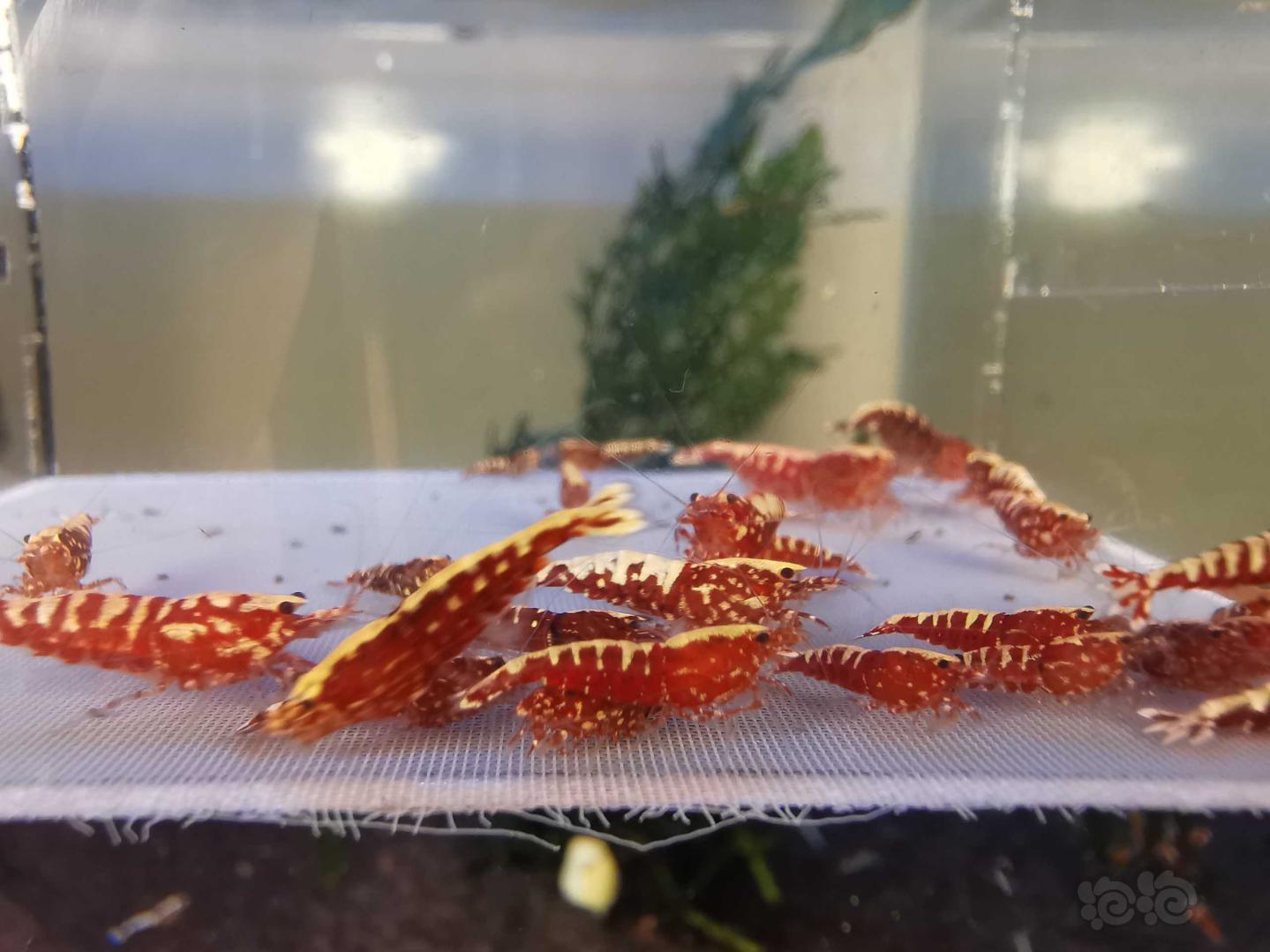 【虾】2020-08-13#RMB拍卖#红银河水晶虾一份30只-图3