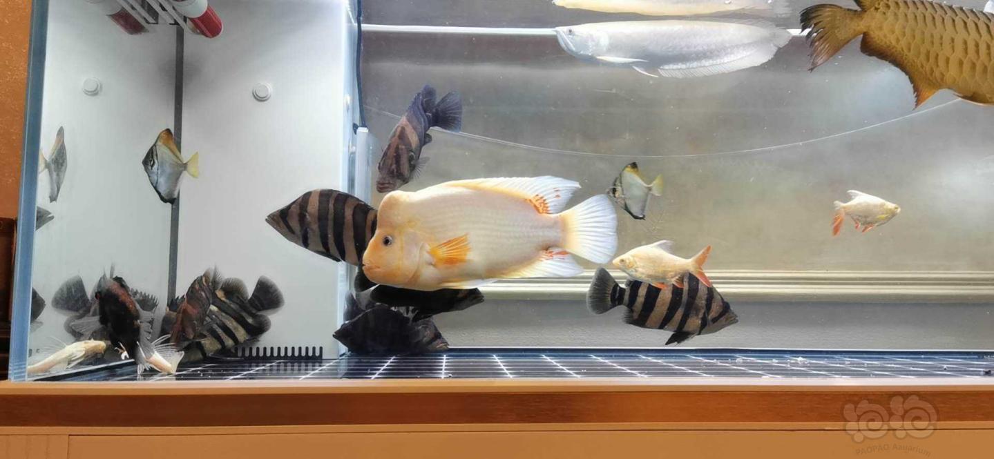 【龙鱼】这个雪山财神鱼有人喜欢么-图3