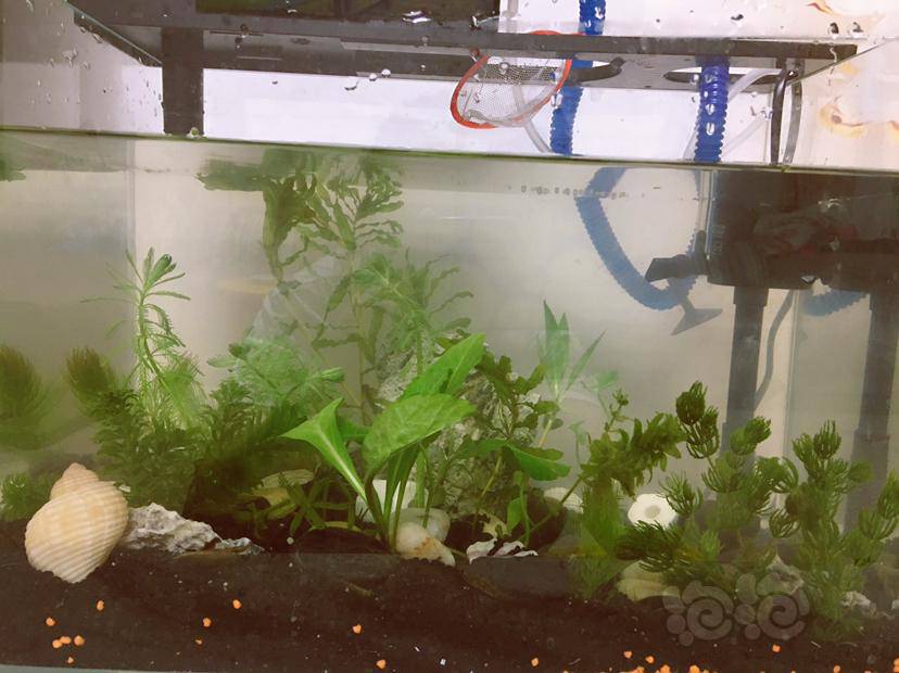 新开缸 小河捞水草和小鱼儿 泡泡水族