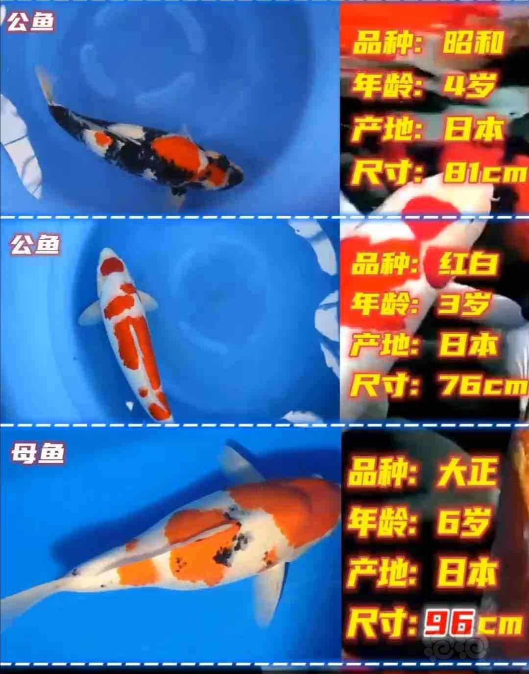 2020-08-10#RMB拍卖2cm左右未显色未选锦鲤幼苗一份-图2