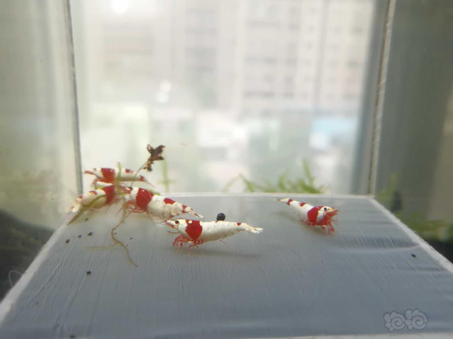 【虾】2020-08-17#RMB拍卖#红白纯血水晶虾成虾一份5只-图5