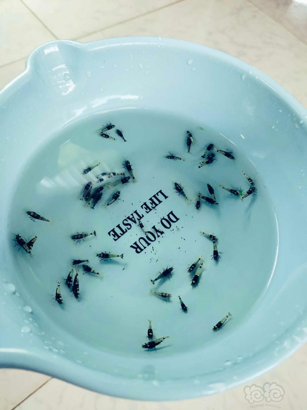 【虾】2020-08-28#RMB拍卖#黑银河蟒背苗子50只一份-图3