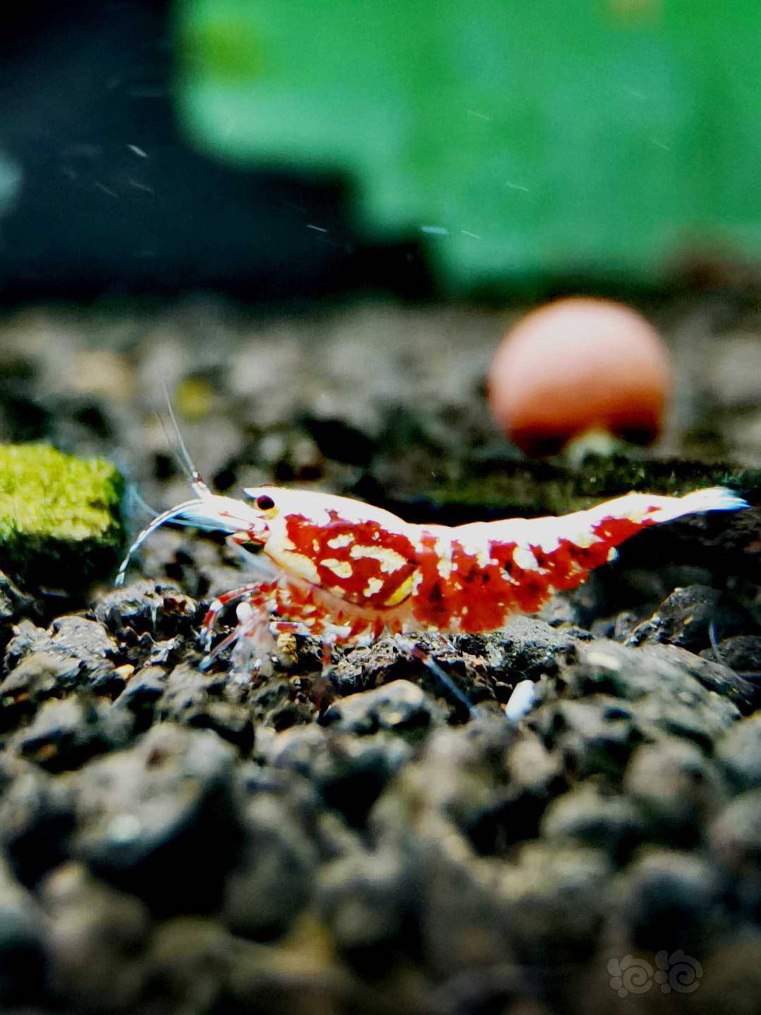 2020821rmb拍卖红银河星钻水晶虾一份5只