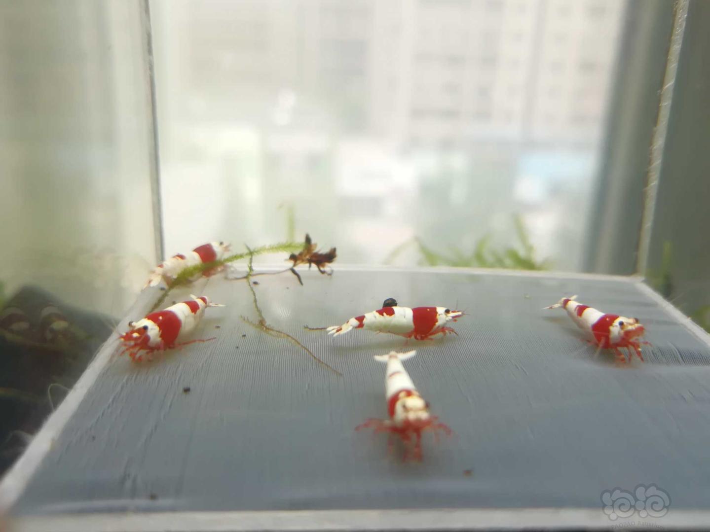 【虾】2020-08-17#RMB拍卖#红白纯血水晶虾成虾一份5只-图4