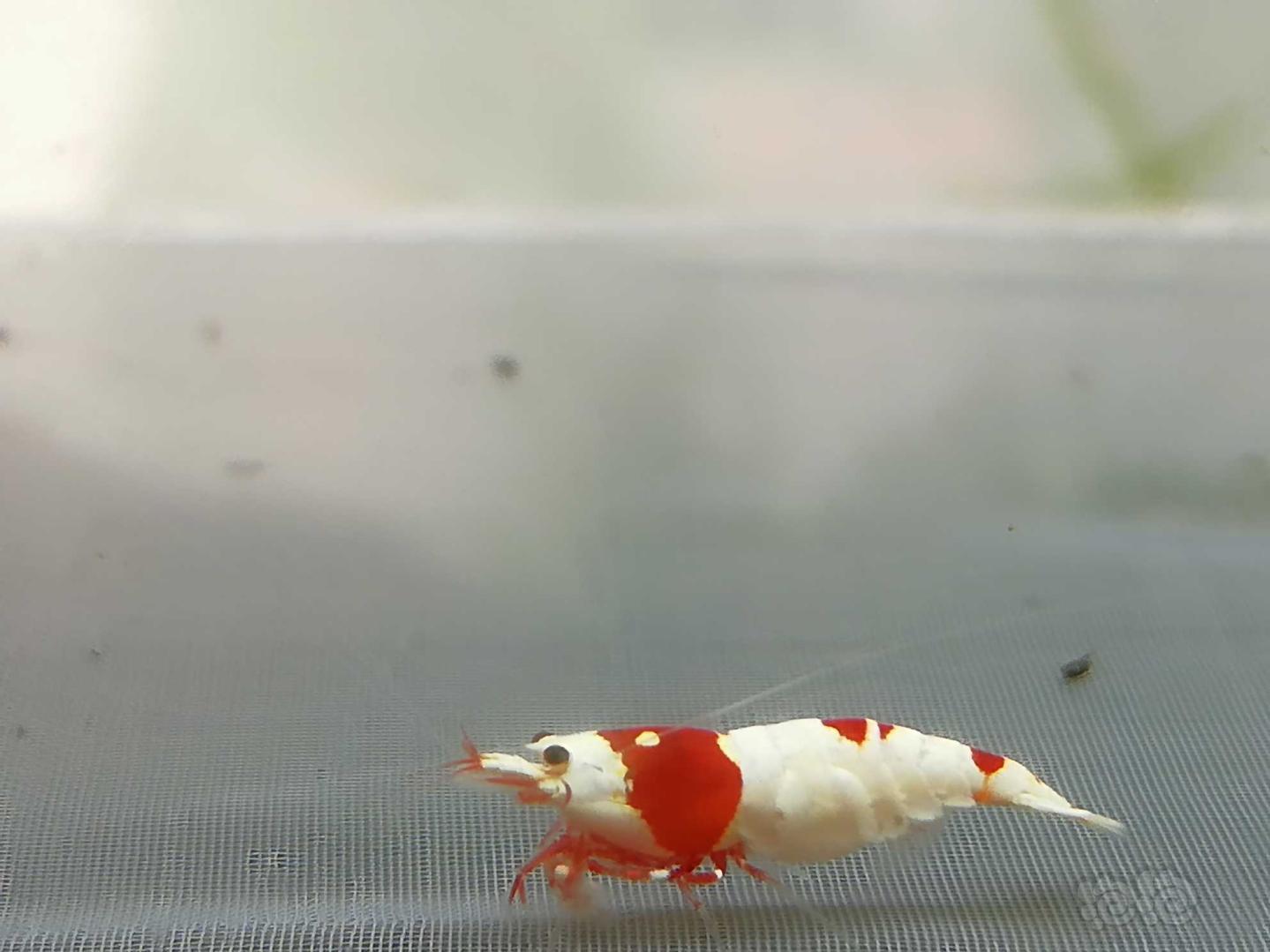 【虾】2020-08-25#RMB拍卖#红白纯血水晶虾一份2只-图4