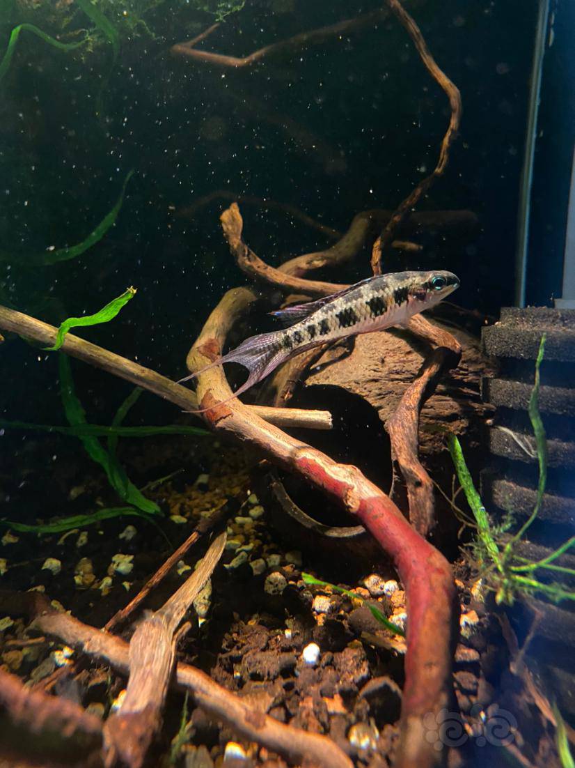 开始以为母鱼要发情了,一天两次,结果把公鱼喂成了伺候月子期间的我