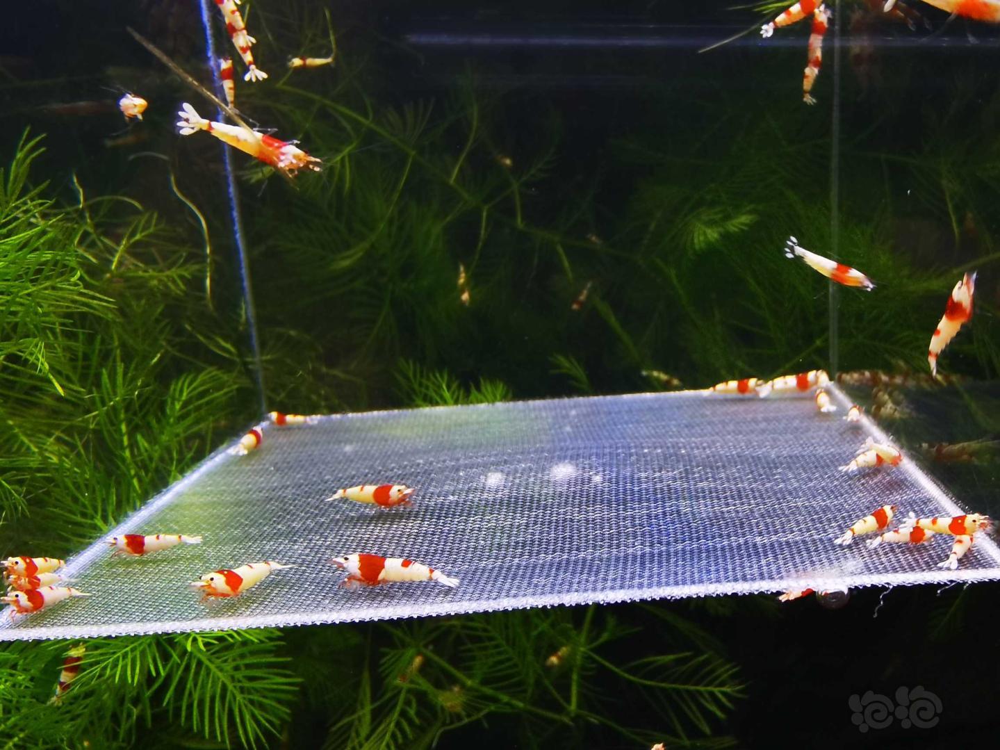 【虾】2020-08-27#RMB拍卖红白幼虾50只-图1