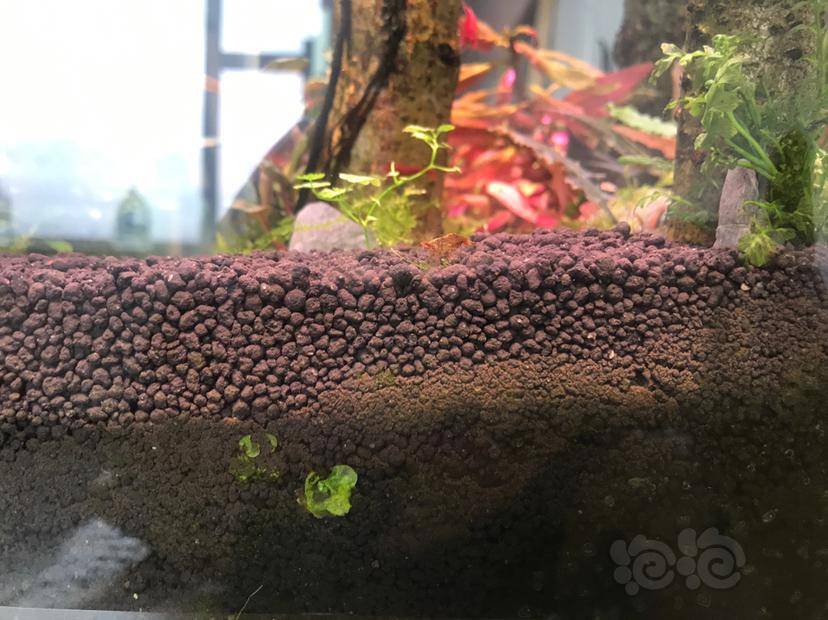 麻烦大神帮我看下水草泥粉化的正常么?