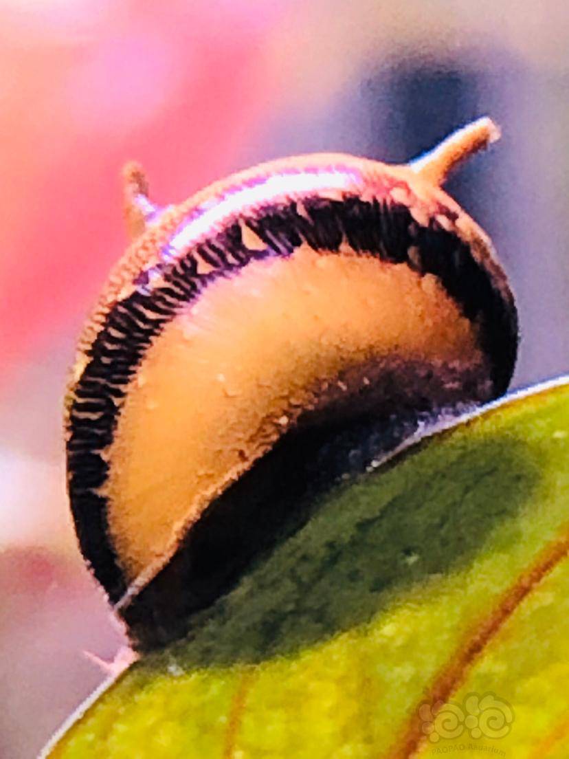 勤劳的蜜蜂角螺