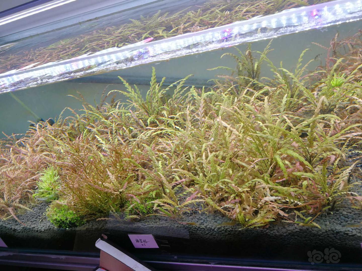 【水草】出售水下叶水草，无澡无螺，多孔虾木-图2