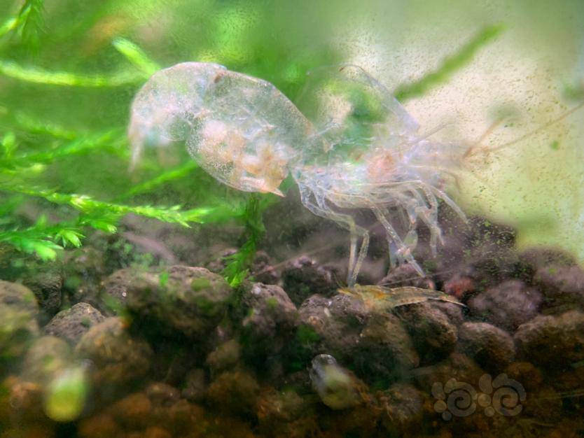 硕果累累的母虾们脱下的壳上都抱着卵