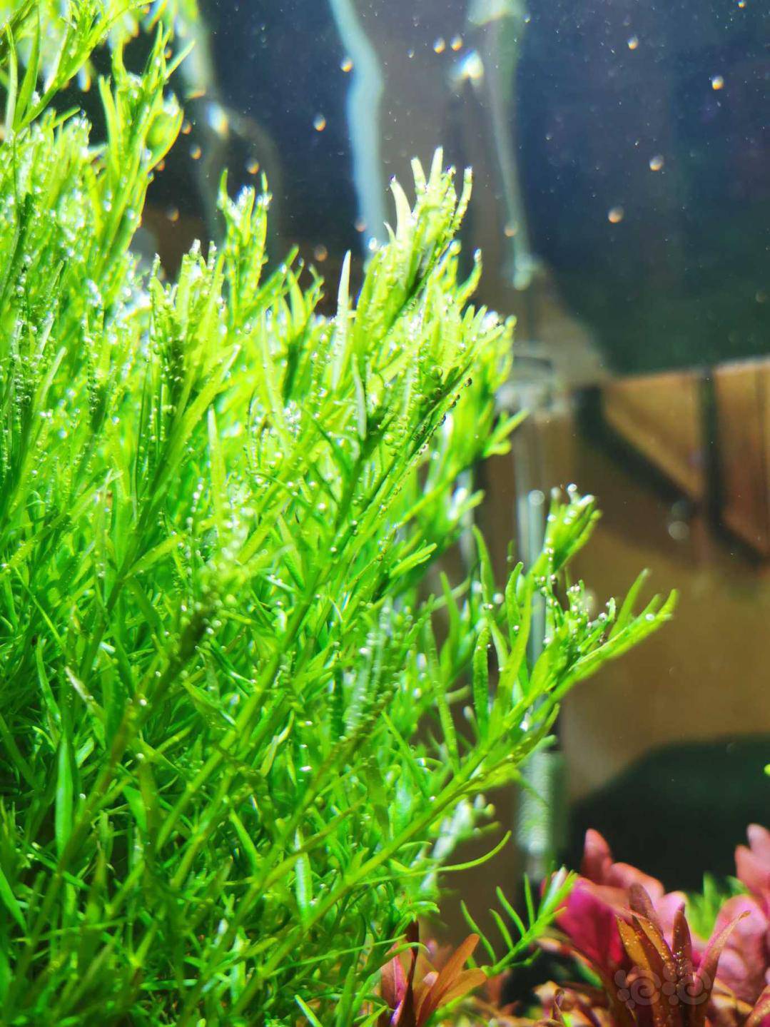 绿宫廷,叉柱花,丹麦红玫瑰 - 泡泡水族