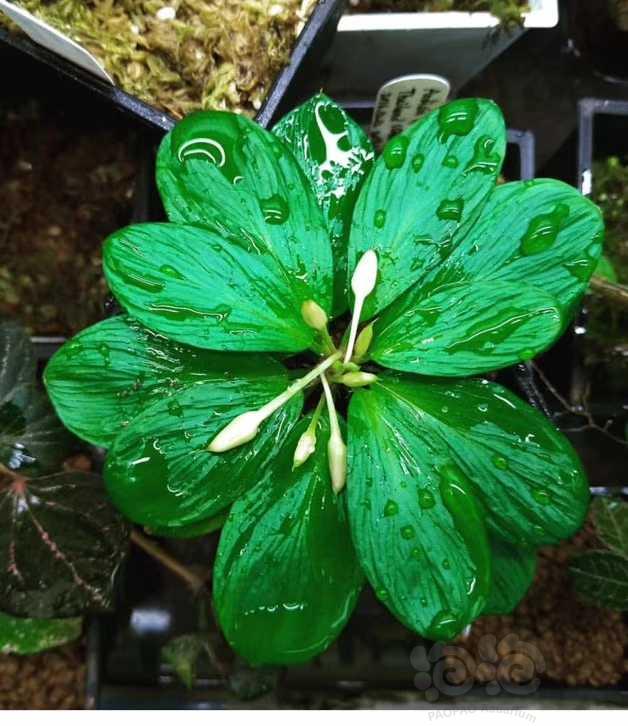 千年健开花的图片图片