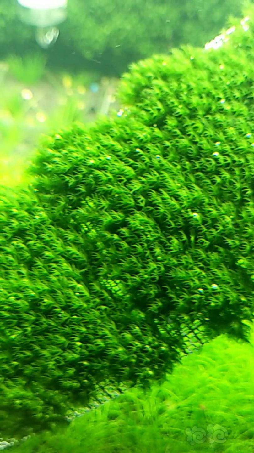 大量小叶美凤莫斯水草