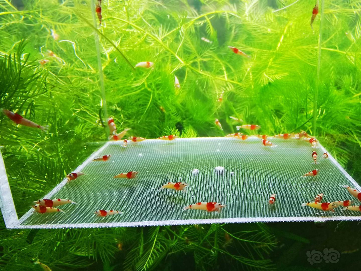 【虾】2020-08-27#RMB拍卖红白幼虾50只-图2