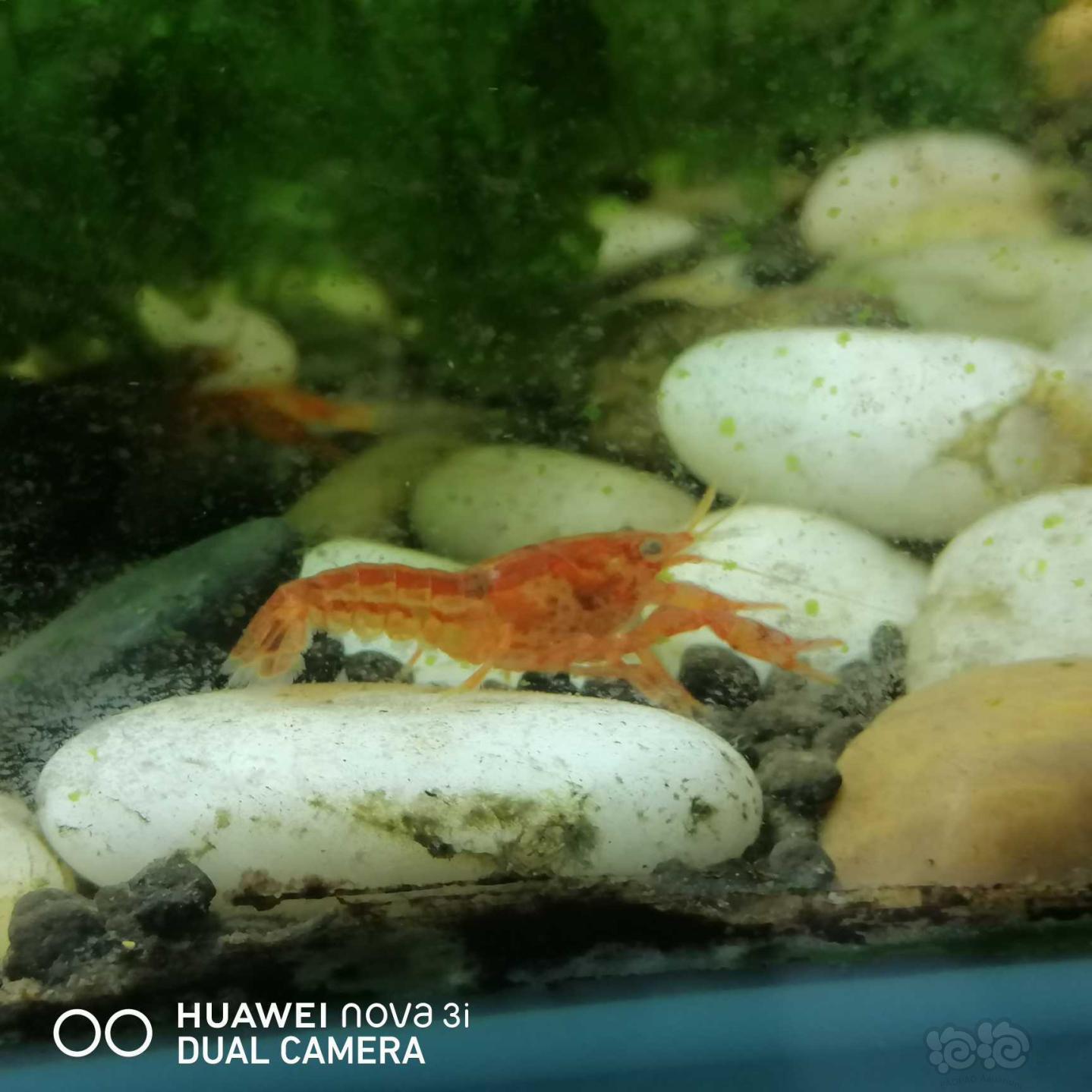 【虾】2020-08-29#RMB拍卖迷你侏儒橘10只-图1
