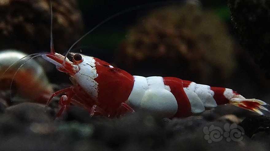 红白母虾一只-图1