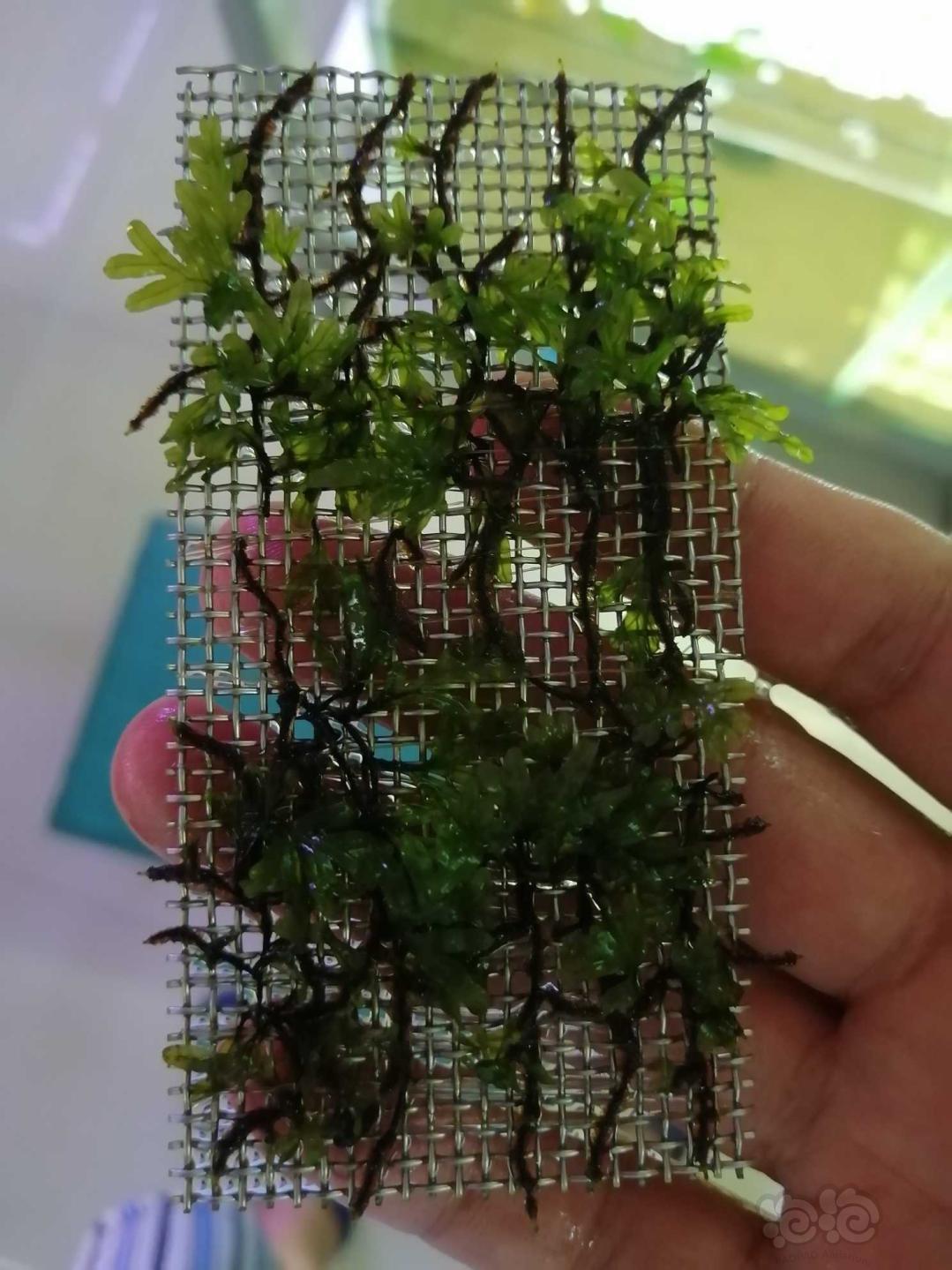 【水草】2020-08-31#RMB拍卖状态完美的翅脉蕨一片-1-图4