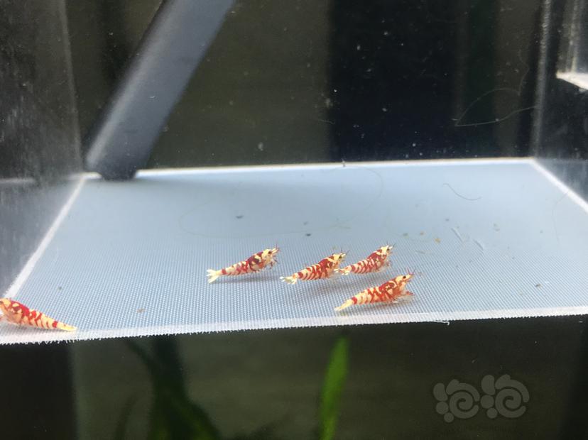 【虾】2020-08-19#RMB拍卖太极红花虎3只-图2