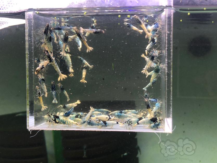 【虾】2020-8-14#RMB拍卖淘汰蓝躯水晶虾90只-图3