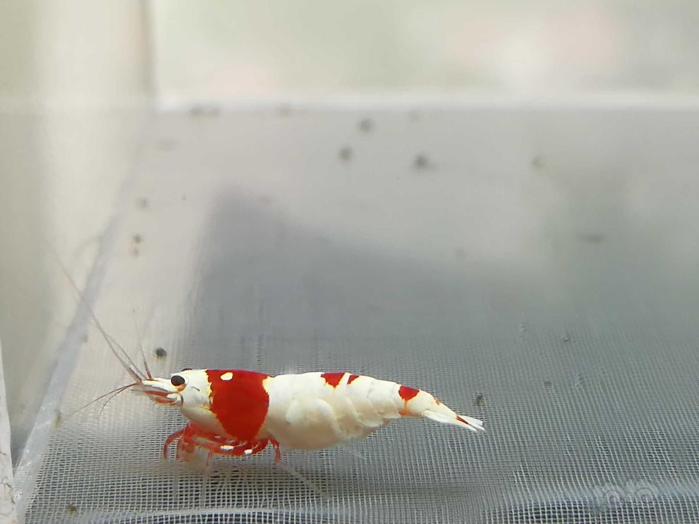 【虾】2020-08-25#RMB拍卖#红白纯血水晶虾一份2只-图3