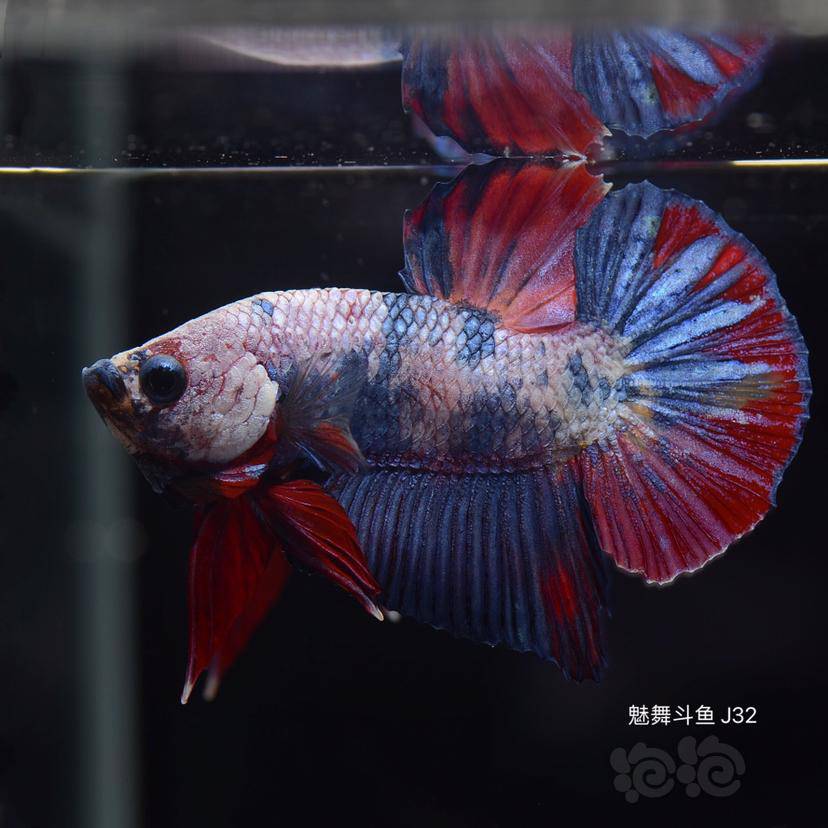 【熱帶魚】出售泰國鬥魚將軍 幻彩 星河 koi