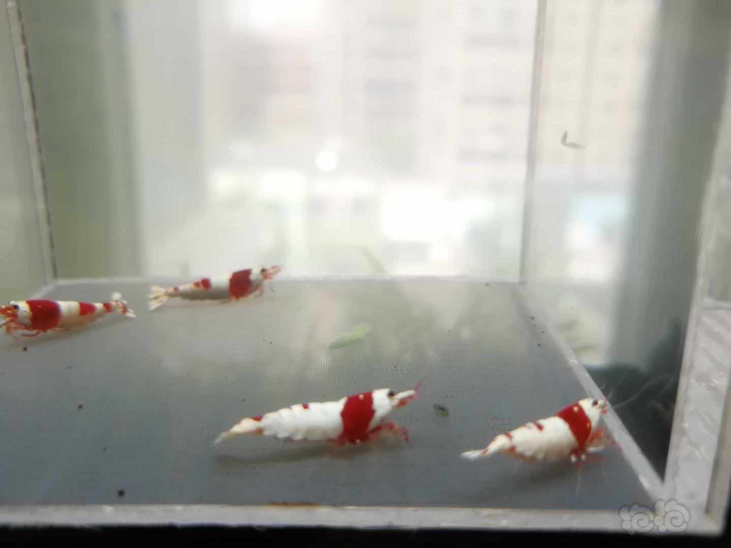 【虾】2020-08-16#RMB拍卖#红白纯血水晶虾一份4只（两对-图1