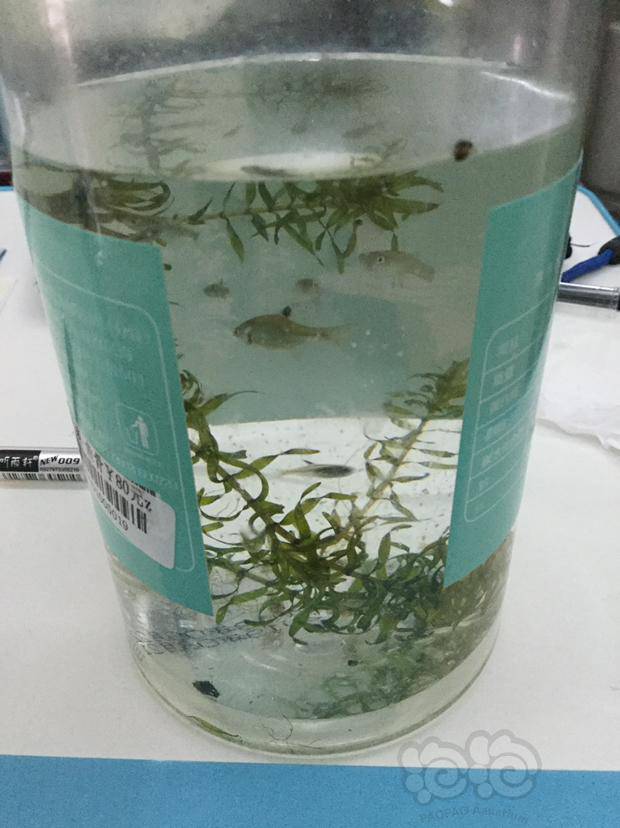 (未完待续)第二天我上网一查,才发现这陌生的鱼就是我熟悉的高体鳑鲏