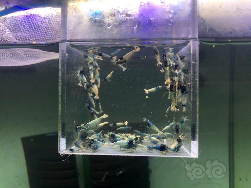 【虾】2020-8-14#RMB拍卖淘汰蓝躯水晶虾90只-图2
