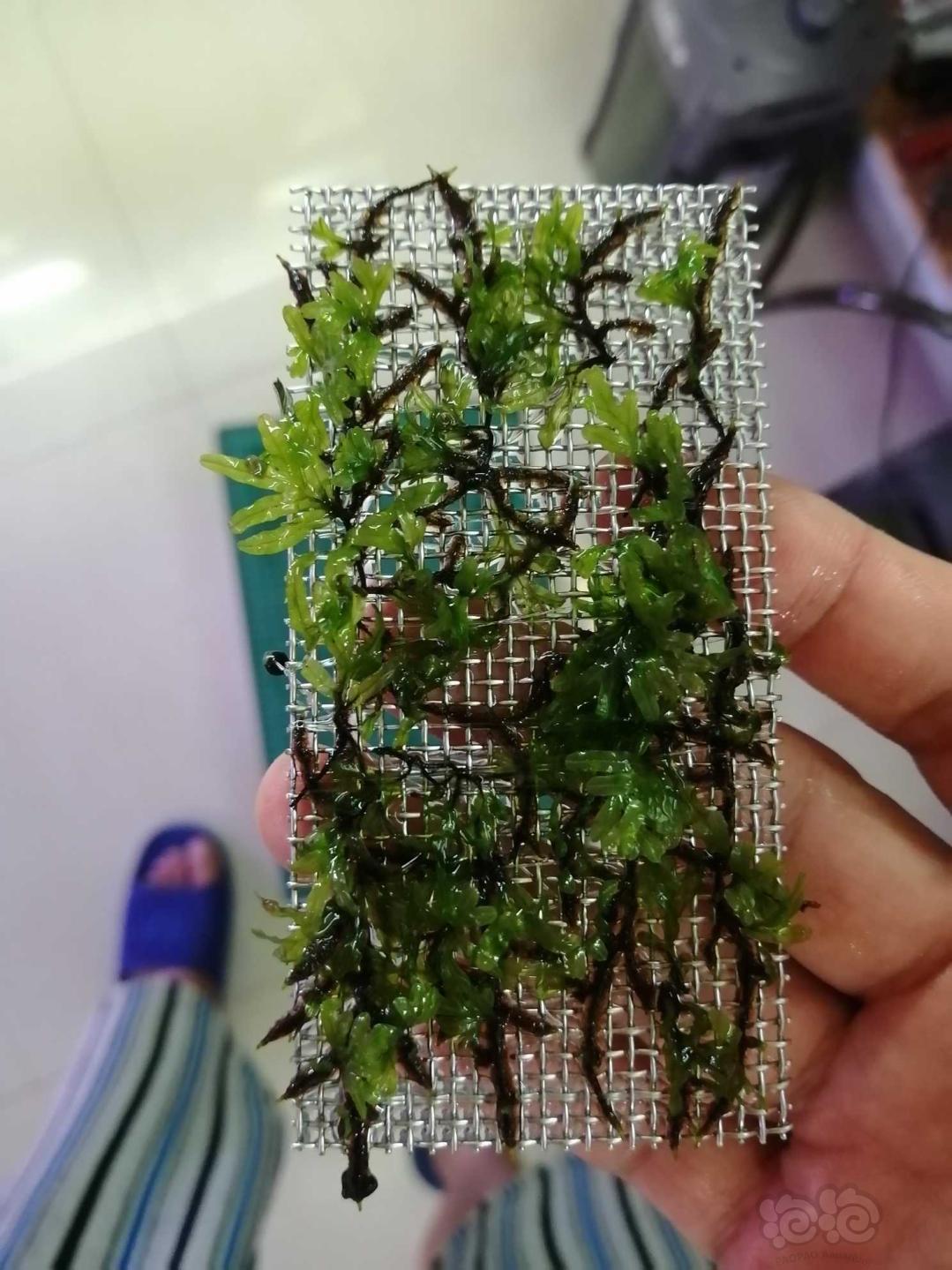 【水草】2020-08-17#RMB拍卖状态完美的翅脉蕨一片-2-图4