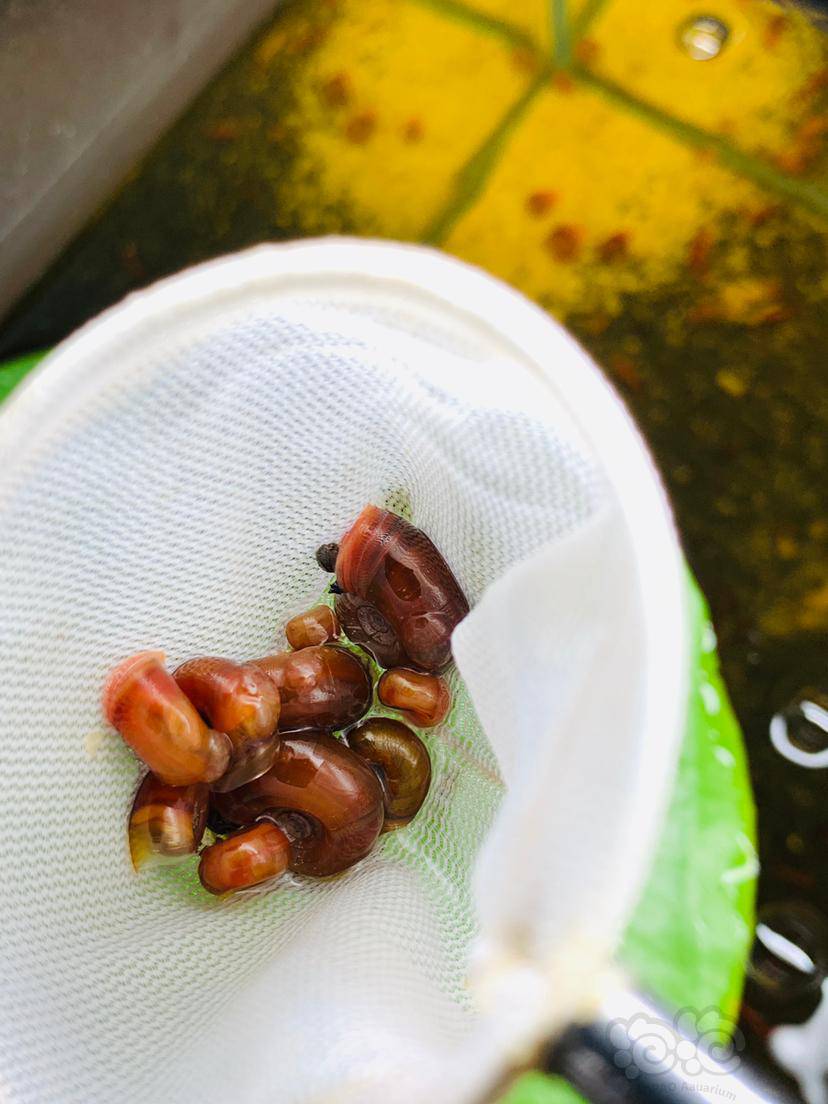 出售京津冀及周边地区出些全红苹果螺